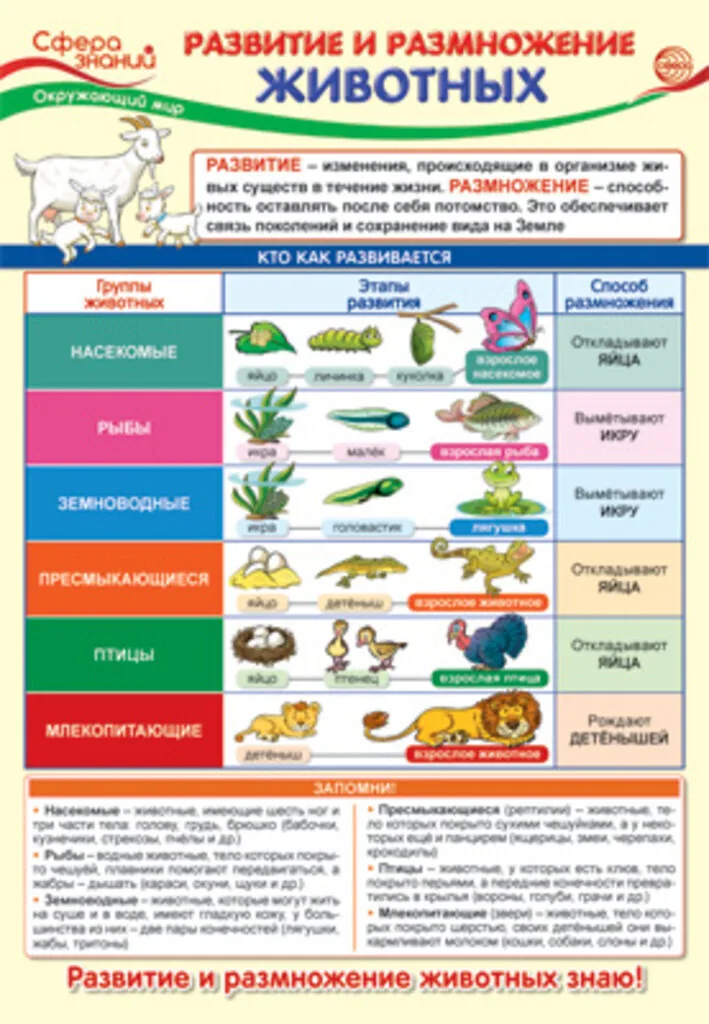 Плакат 23*42см "Окружающий мир в начальной школе. Развитие и размножение животных"